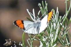 Anthocharis sara sara