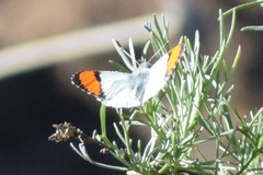 Anthocharis sara sara