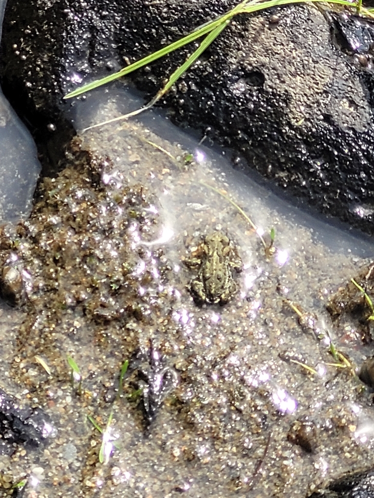 Tree Toad Bc Western Toad from Blue River, BC V0E 1J0, Canada on August 1, 2023 at ...