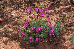 Pelargonium sericifolium