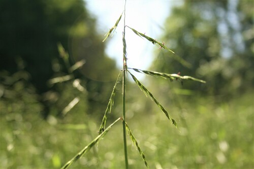 Oplismenopsis