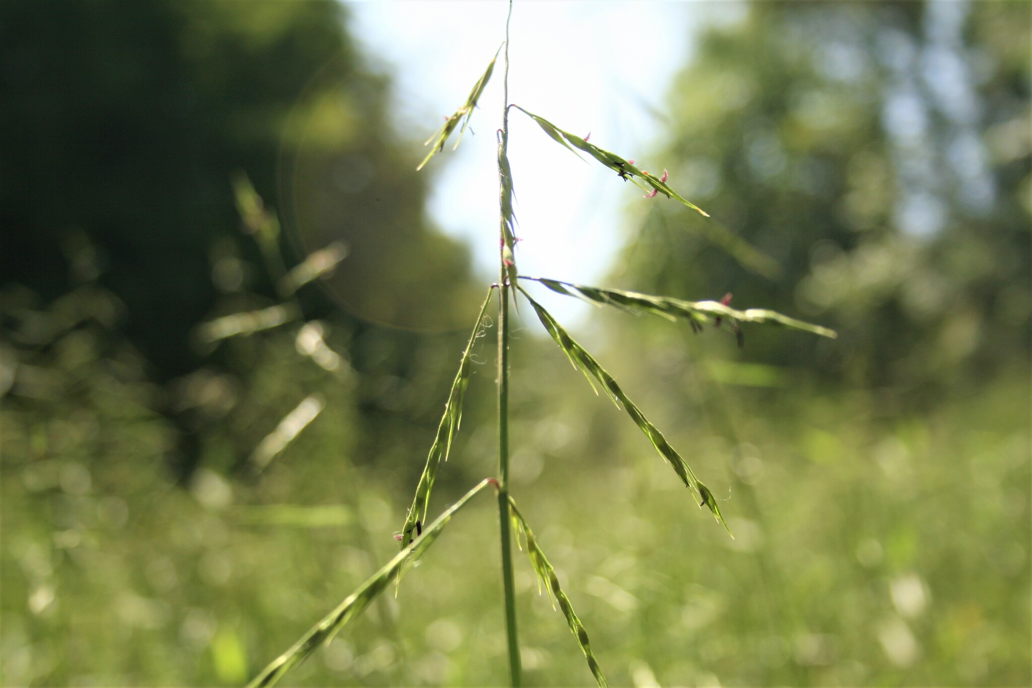 Oplismenopsis