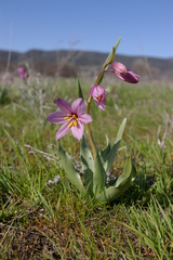 Fritillaria pluriflora