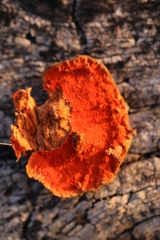 Pycnoporus sanguineus image