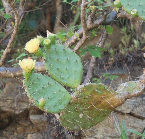Opuntia tehuantepecana