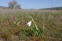 Fritillaria pluriflora