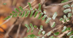 Adiantum fulvum