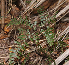 Adiantum fulvum