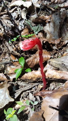Monotropa coccinea