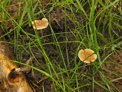 Agrocybe arvalis