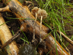 Agrocybe arvalis