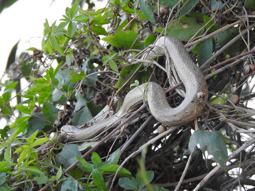 Coastal House Snake, Mesotes strigatus
