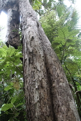 Metrosideros bartlettii