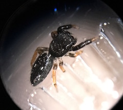 Metacyrba