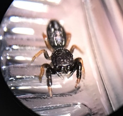 Metacyrba