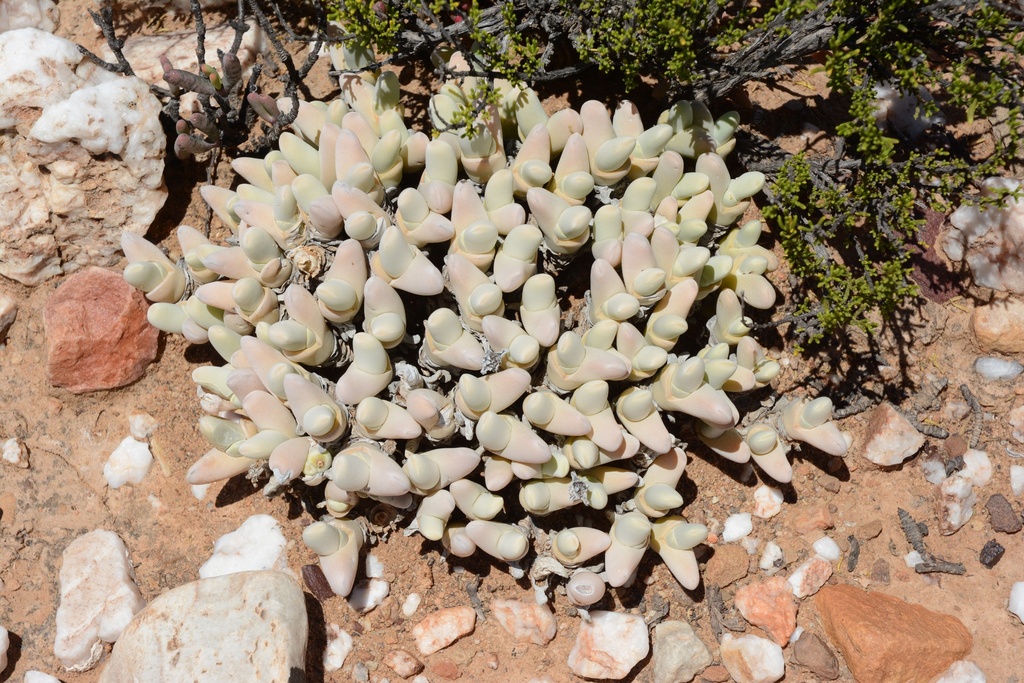 Gibbaeum shandii, Cape Winelands District Municipality, South Africa