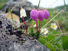 Cassiope lycopodioides