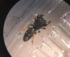 Metacyrba