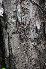 Metrosideros bartlettii