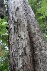 Metrosideros bartlettii