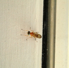 Ptecticus testaceus