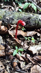 Monotropa coccinea