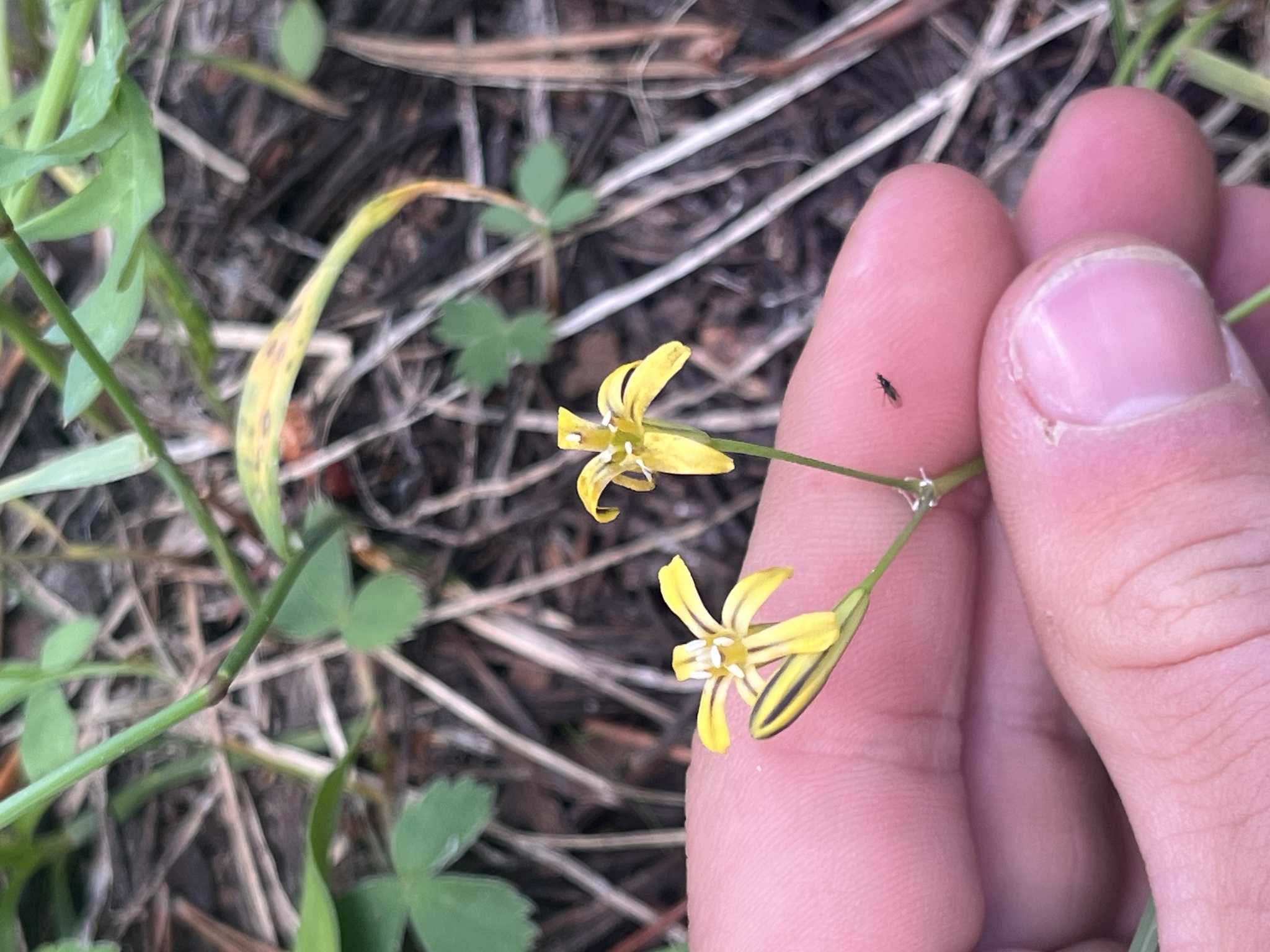 Dudley's Triteleia (Triteleia dudleyi)