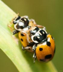 Hippodamia variegata