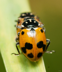 Hippodamia variegata