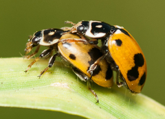 Hippodamia variegata