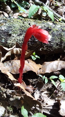 Monotropa coccinea