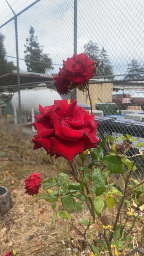 roses from Hayward on August 21, 2023 at 0306 PM by jyreshp03