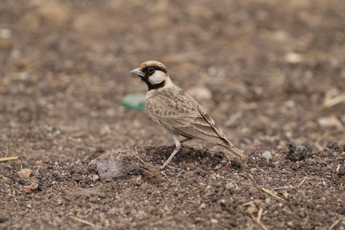 Fischer's Sparrow-Lark (Eremopterix leucopareia), photo 10