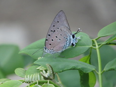 Pseudolycaena