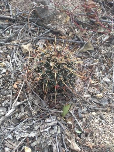 Counterclockwise nipple cactus (Cochemiea mainiae)