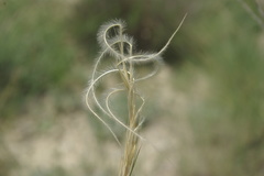 Stipa caucasica