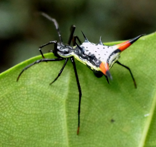 Amazon Thorn Spider