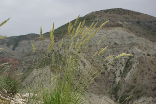 Psathyrostachys