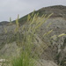 Psathyrostachys dagestanica - Photo (c) ramazan_murtazaliev, some rights reserved (CC BY-NC), uploaded by ramazan_murtazaliev