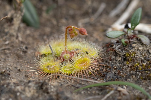 Drosera glanduligera (Drosera glanduligera)