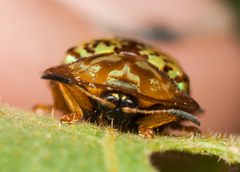 Conchyloctenia hybrida