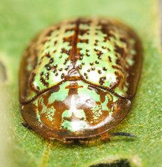 Conchyloctenia hybrida