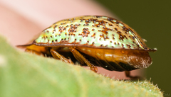 Conchyloctenia hybrida