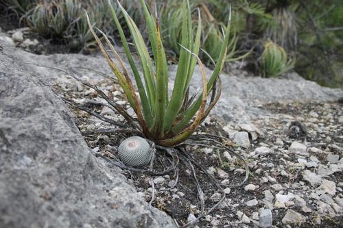 Epithelantha potosina