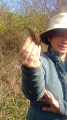 Melospiza georgiana georgiana