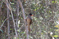 Hypsipetes madagascariensis