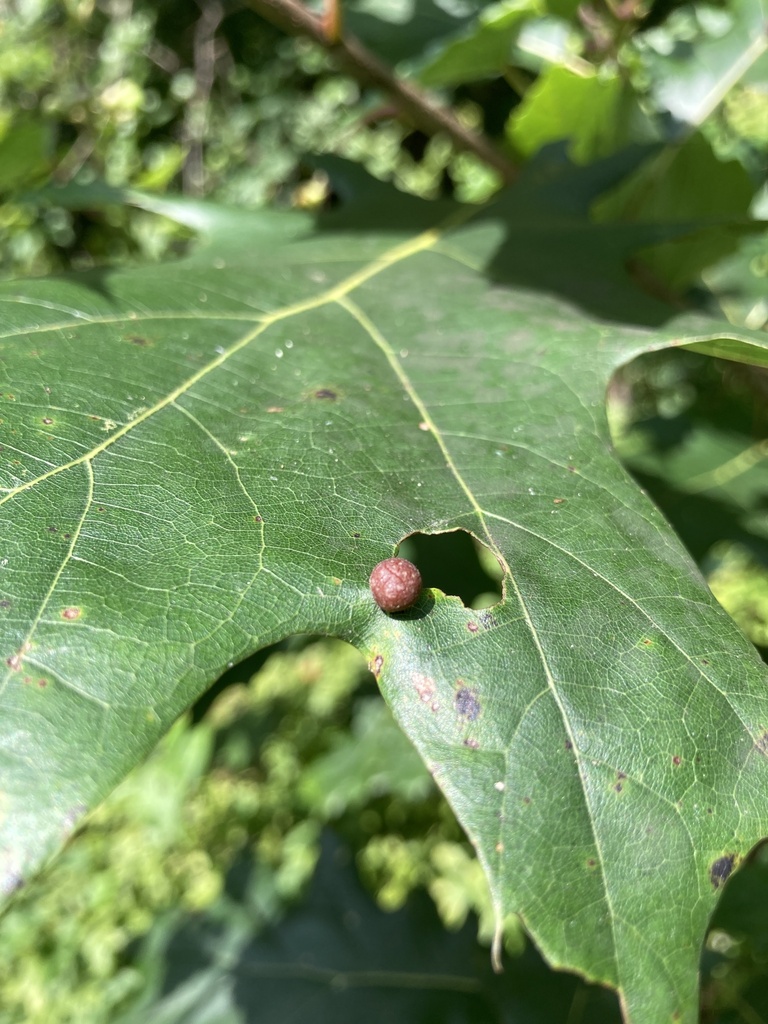Oak Leaf Gall Midge from Bowie, MD, US on August 21, 2023 at 1027 AM