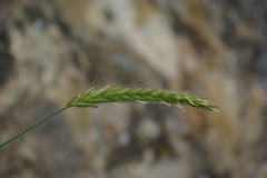 Psathyrostachys rupestris