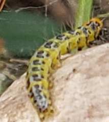 Epicorsia oedipodalis