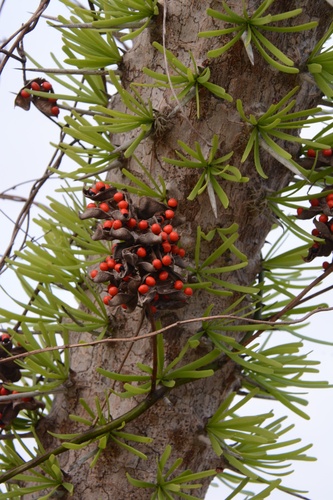 Didierea madagascariensis image